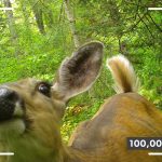 A white-tailed deer, as seen through a trail camera, puts its snout up close to the lens.
