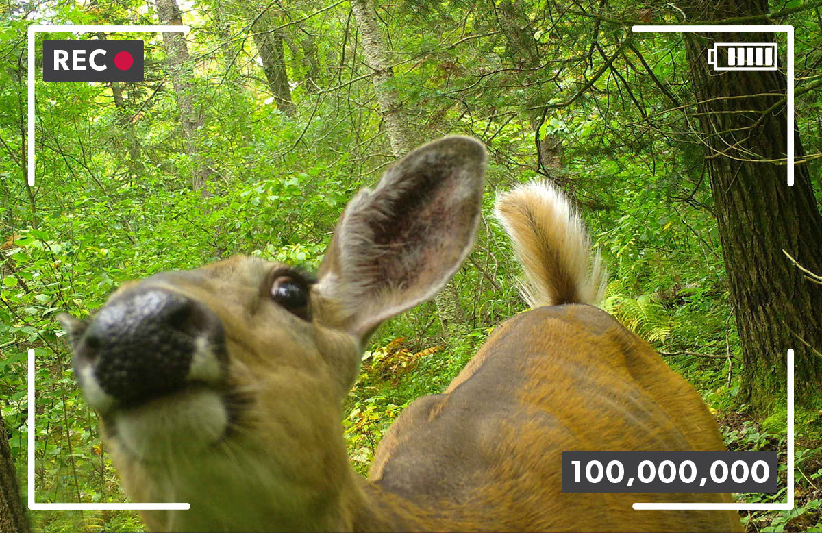 A white-tailed deer, as seen through a trail camera, puts its snout up close to the lens.