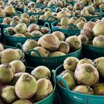 Baskets of hundreds of coconuts.