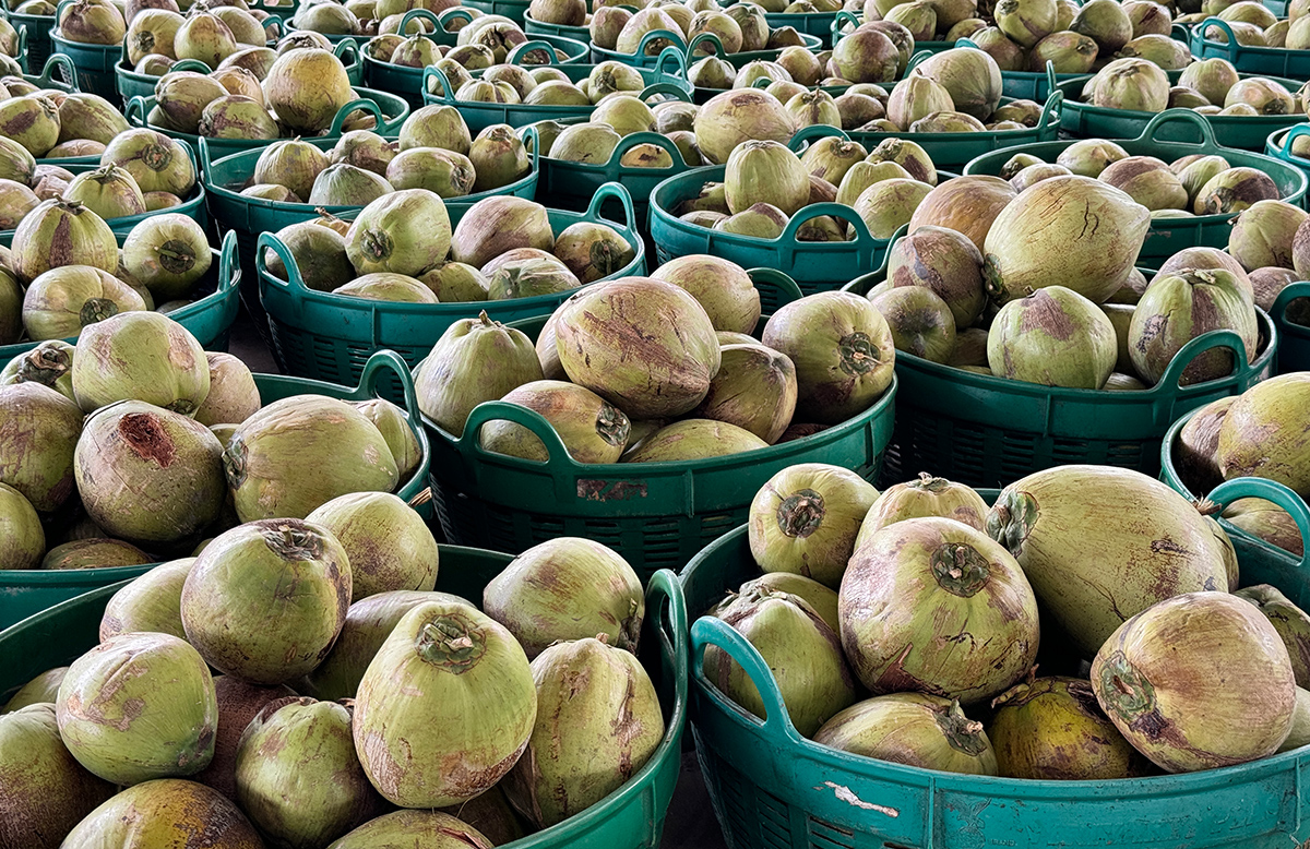 Baskets of hundreds of coconuts.