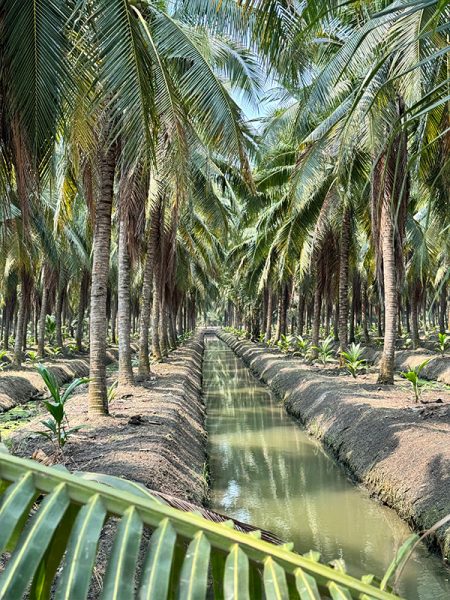 Rows of coconut trees