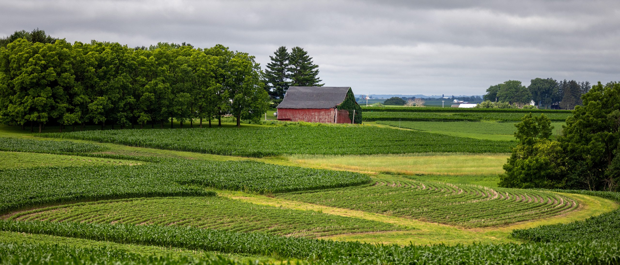 An aging red barn is seen in the distance beyond the curvy crop rows of a field.