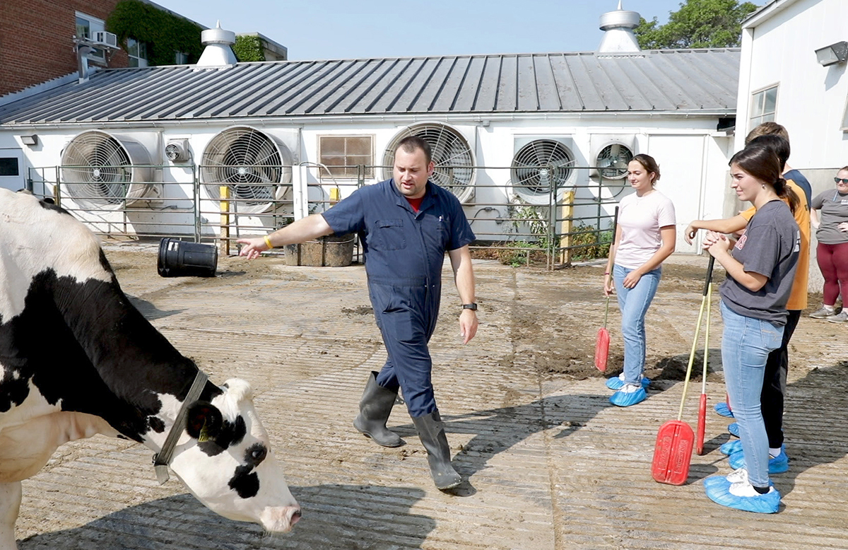 A man walks over to a few students and is speaking to them. Behind him follows a cow.