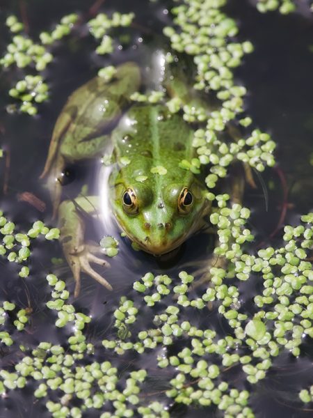 A close up on a frog in the water. Algae floats around it's head that is peaking out from the water. 