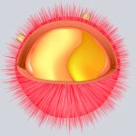 An scientific illustration of an animal cell organelle called a lysosome, depicted as pink sphere with hundreds of pink extensions like needles radiating from its surface. A portion of the sphere is cut open, revealing a golden-colored center.