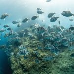 Underwater, a school of fish swim around a large rock.