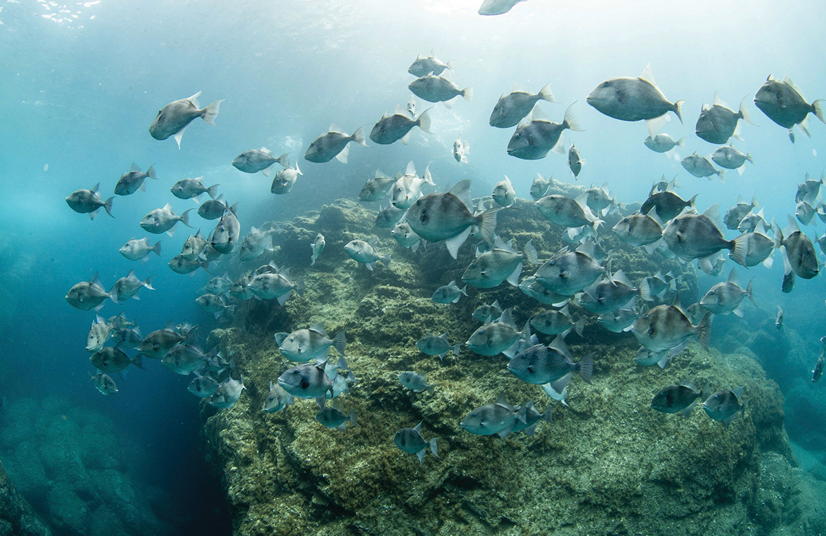 Underwater, a school of fish swim around a large rock.