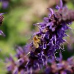 A close up of a fuzzy bee crawling on a purple sage flower, surrounded by many other flowers.