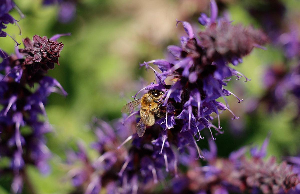 A close up of a fuzzy bee crawling on a purple sage flower, surrounded by many other flowers.