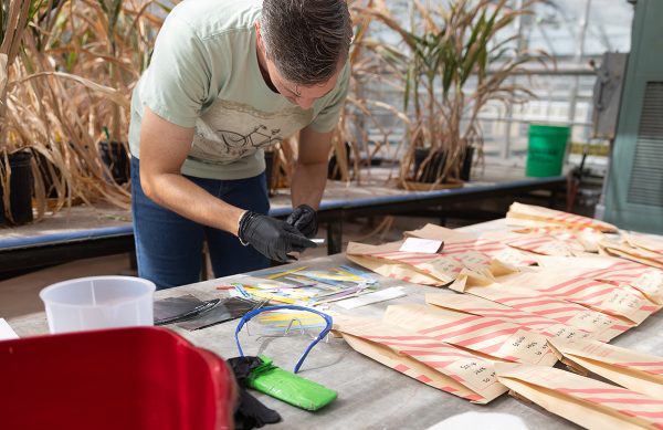A man leaned over a table a table sorting through strips of paper. On the table is also paper bags of sorghum seeds.