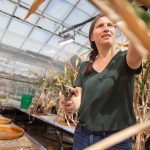 A woman stands in a greenhouse with clippers in her hand. Around her are tables with sorghum plants. She reaches towards one of the plants, ready to make a cut.