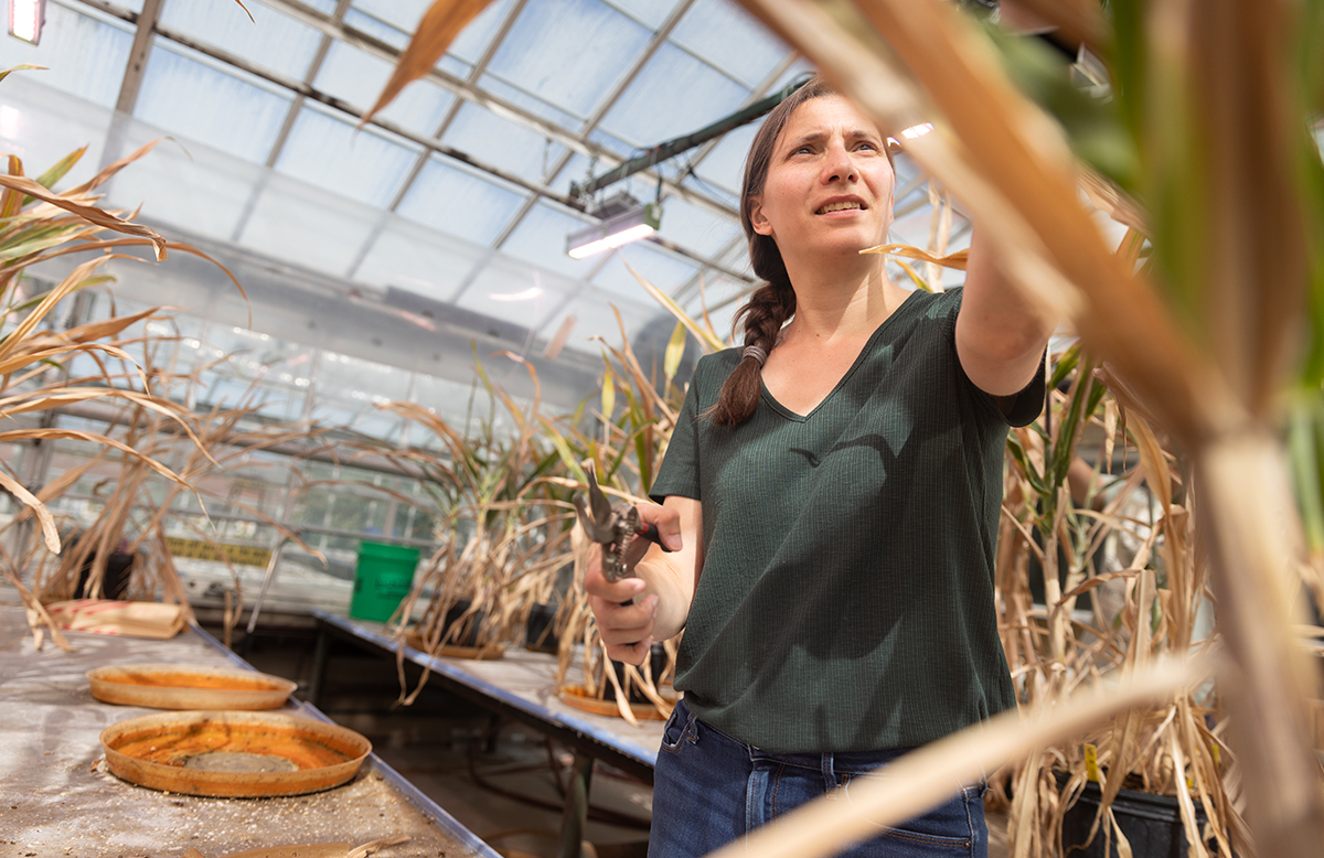 A woman stands in a greenhouse with clippers in her hand. Around her are tables with sorghum plants. She reaches towards one of the plants, ready to make a cut.