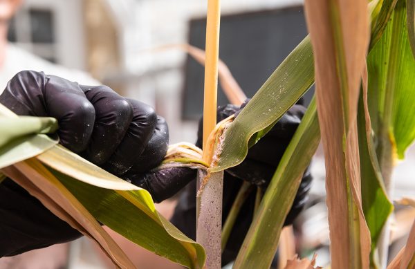 A close up of gloved hands peeling a sorghum plant.