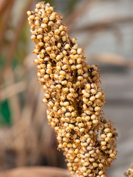 A close up of the top of a sorghum plant. The top is covered in seeds.