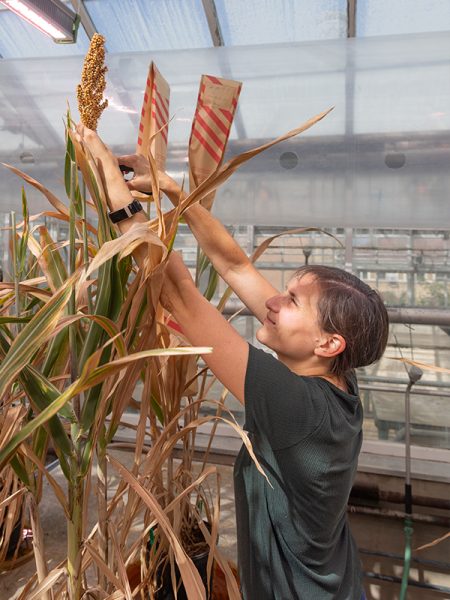 A woman reaching to the top of a sorghum plant, arms stretched above her head, cutting a sample from the plant.
