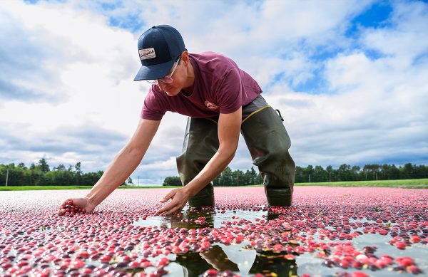 A man stands in a cranberry bog and crouches over. Running his hands through the water, we grabs the cranberries that float on the surface of the water.