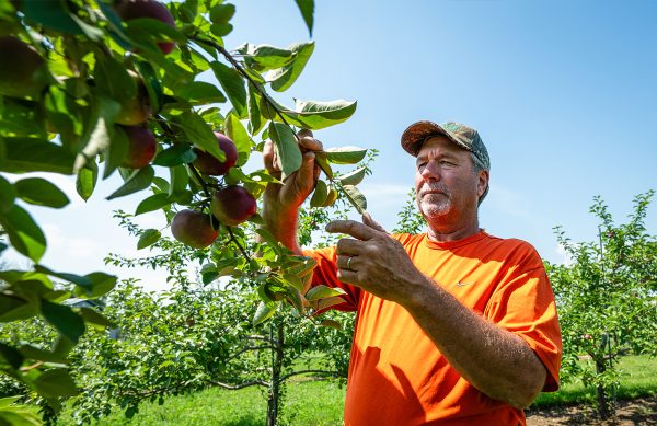 A man stands next to an apple tree in a row of an apple orchard. He uses one hand to hold down a branch and the other to inspect an apple on the tree.