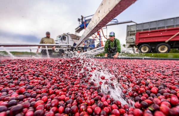 A close up of a large amount of cranberries. A metal bar runs across the berries. Water sprays from the bar down onto the cranberries bellow it.